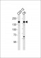 Smarcc1 Antibody (C-term)